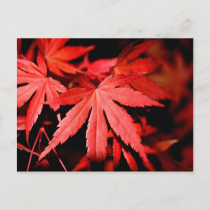 Maple Leaves - Red Postcard