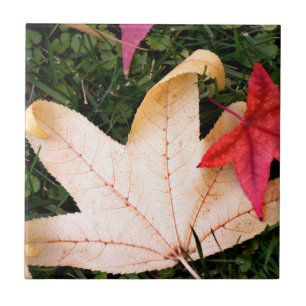 Maple Leaves Tile