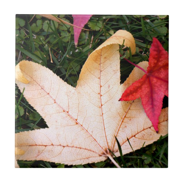 Maple Leaves Tile (Front)