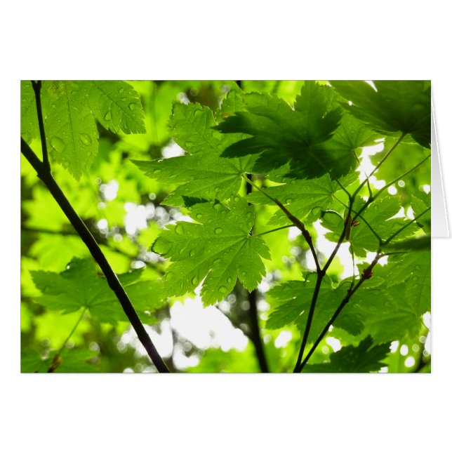 Maple Leaves with Raindrops (Front Horizontal)