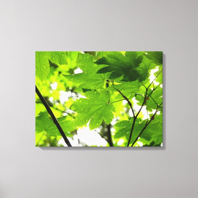 Maple Leaves with Raindrops Canvas Print (Front)