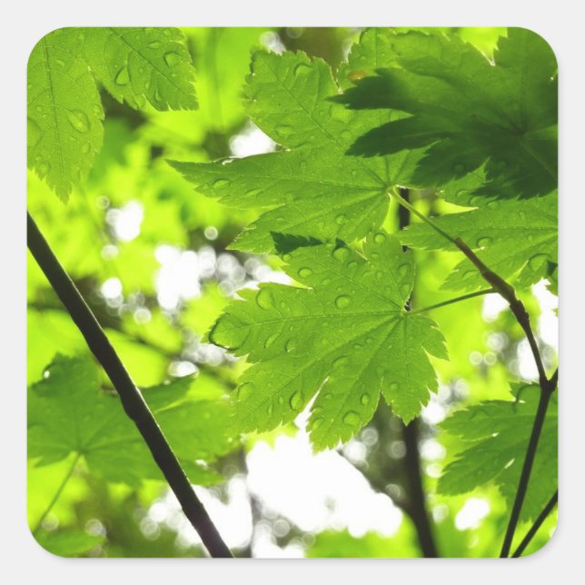 Maple Leaves with Raindrops Square Sticker (Front)