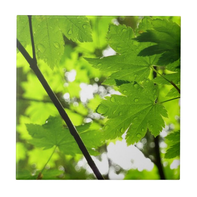 Maple Leaves with Raindrops Tile (Front)