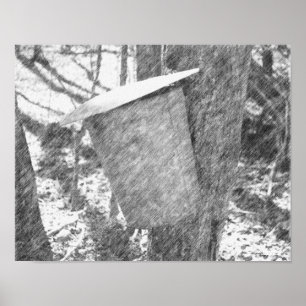Maple Sap Bucket On Tree Black Pencil Art Poster