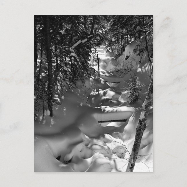 Maple Spring Postcard - 1 (Front)