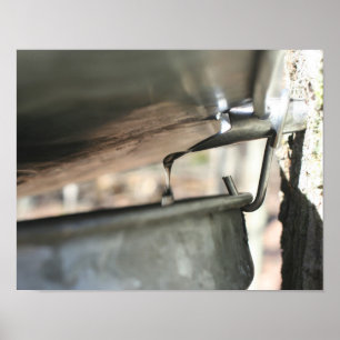 Maple Sugar Sap Running From Tree Nature Poster
