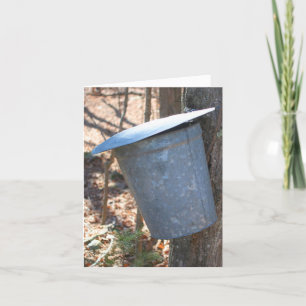 Maple Syrup Sap Bucket On Tree Nature Note Card