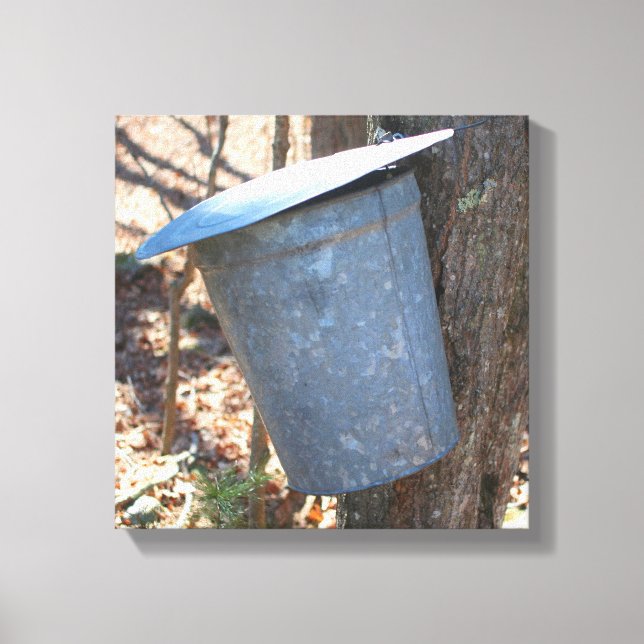 Maple Syrup Sugar Sap Bucket On Tree  Canvas Print (Front)