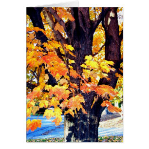 Maple Tree