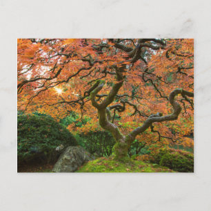 Maple Tree At The Japanese Gardens In Autumn Postcard