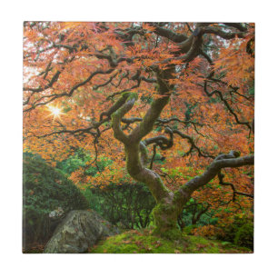 Maple Tree At The Japanese Gardens In Autumn Tile
