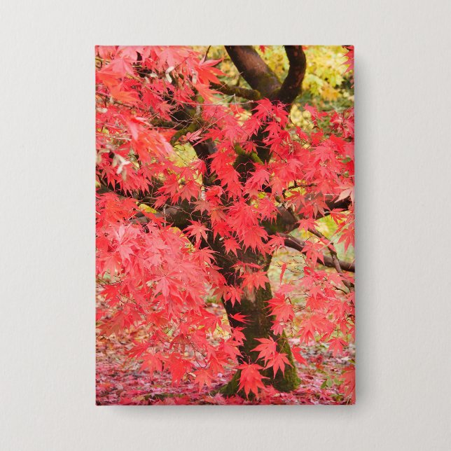 Maple Tree Badge (Recto)
