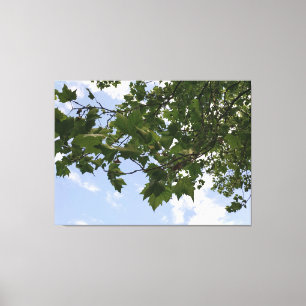 Maple tree canvas print