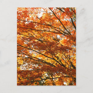 Maple tree foliage postcard