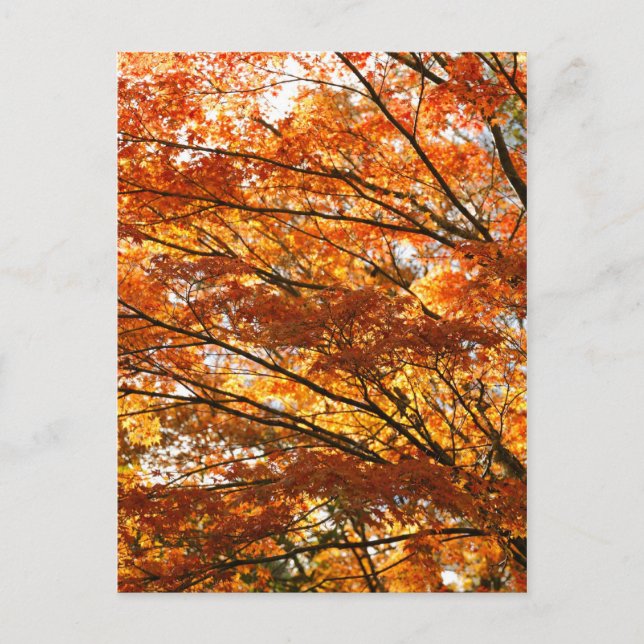 Maple tree foliage postcard (Front)