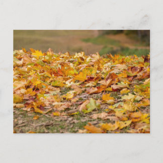 Maple tree leaves in Latvia. Holiday Postcard