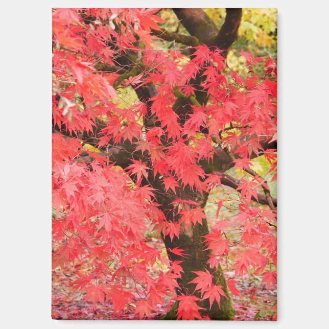 Maple Tree Magnet (Front)