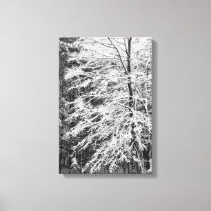 Maple Tree Outlined In Snow Canvas Print