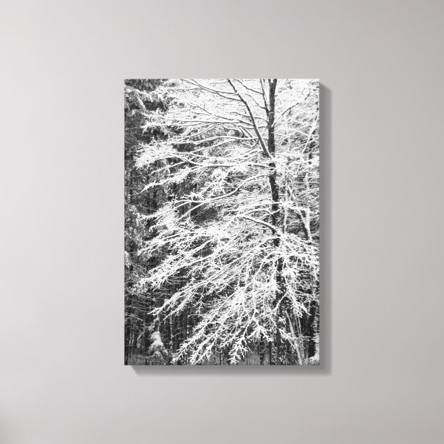 Maple Tree Outlined In Snow Canvas Print (Front)