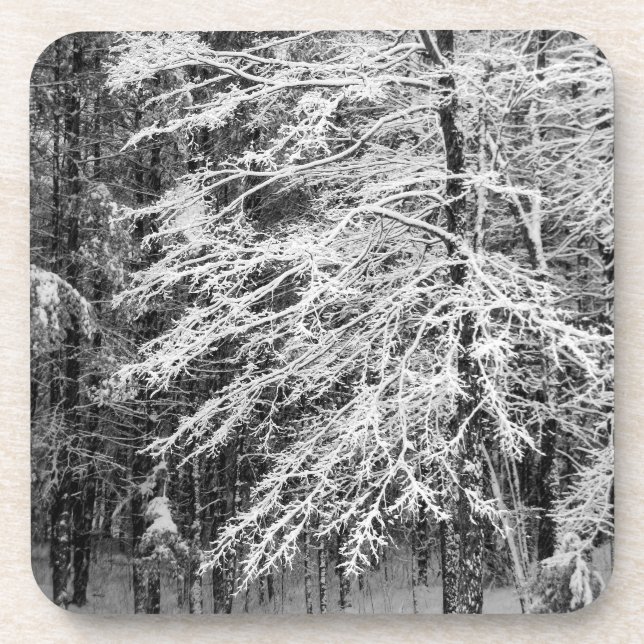 Maple Tree Outlined In Snow Coaster (Front)