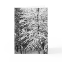 Maple Tree Outlined In Snow