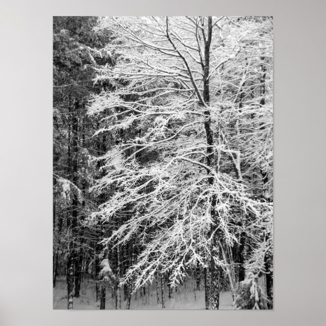 Maple Tree Outlined In Snow Poster (Front)