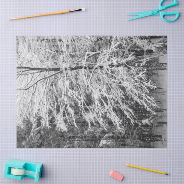 Maple Tree Outlined In Snow Tissue Paper (Craft)