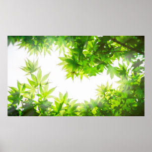 Maple tree tree leaf twig texture poster