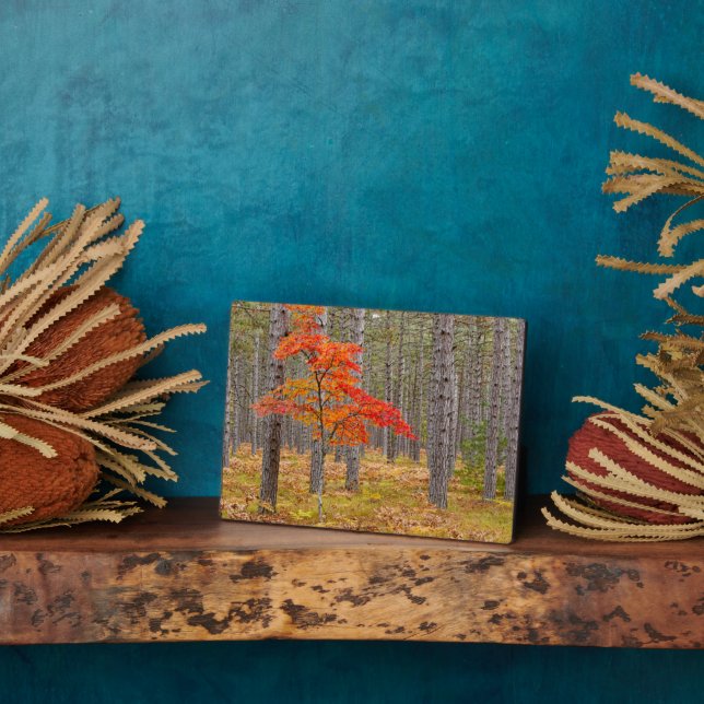 Maple Tree with Autumn Colors Plaque (Side)