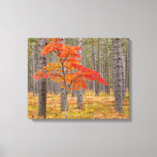 Maple Tree with Autumn Colours Canvas Print