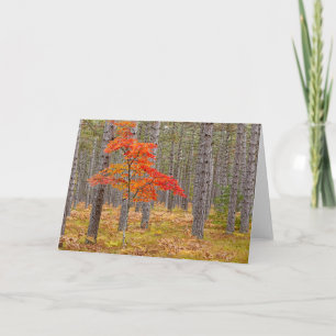 Maple Tree with Autumn Colours Card
