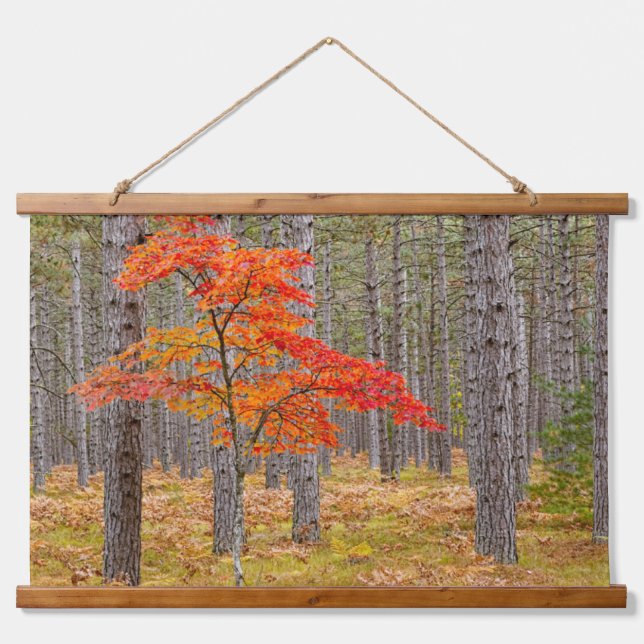 Maple Tree with Autumn Colours Hanging Tapestry (Front)
