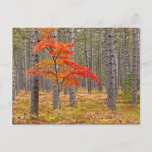 Maple Tree with Autumn Colours Postcard (Front)