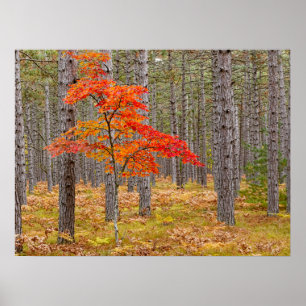 Maple Tree with Autumn Colours Poster