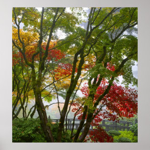 Maple Trees Fall Colours in Japanese Garden Poster