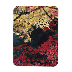 Maple trees in autumn colour magnet