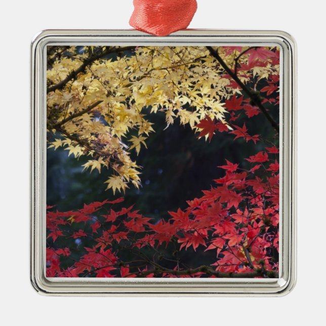Maple trees in autumn colour metal ornament (Front)