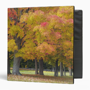 Maple trees in autumn colours, near Concord, Binder