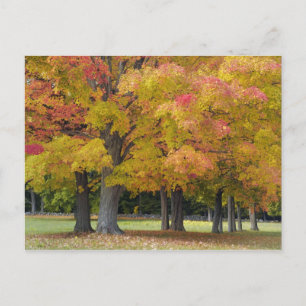 Maple trees in autumn colours, near Concord, Postcard