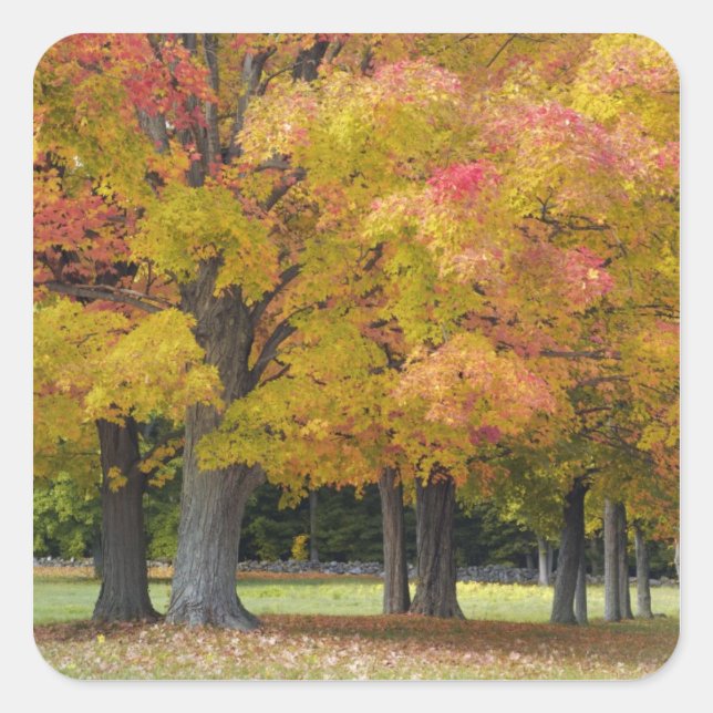 Maple trees in autumn colours, near Concord, Square Sticker (Front)