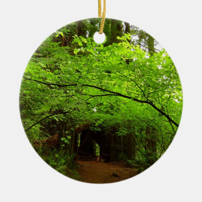 Maple Trees in Redwood Forest Ceramic Ornament (Front)