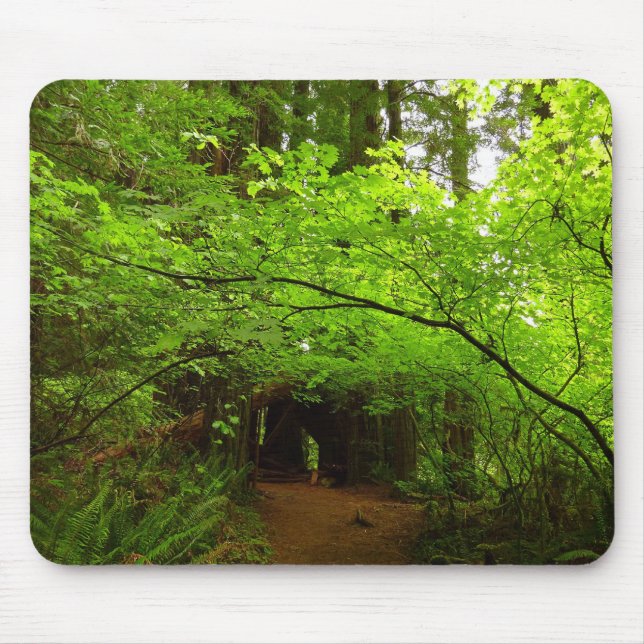 Maple Trees in Redwood Forest Mouse Pad (Front)