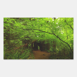 Maple Trees in Redwood Forest Sticker
