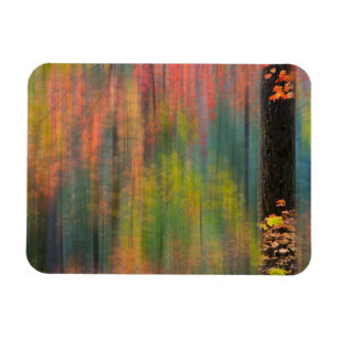 Maple Trees Silver Falls State Park Magnet