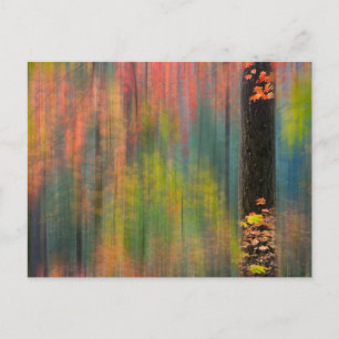 Maple Trees Silver Falls State Park Postcard