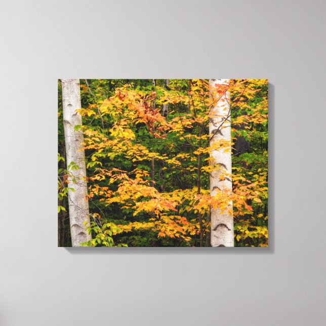 Maple & White Birch | White Mountains, NH Canvas Print (Front)