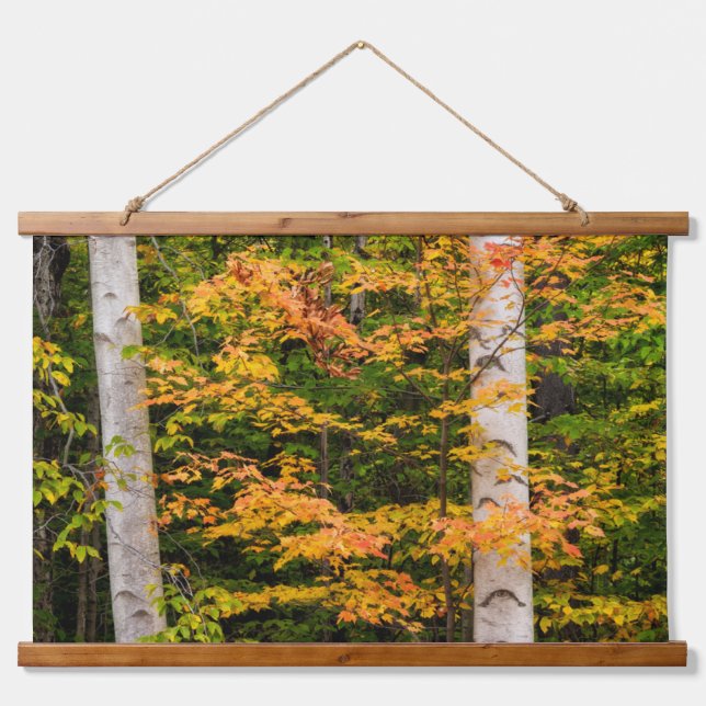 Maple & White Birch | White Mountains, NH Hanging Tapestry (Front)