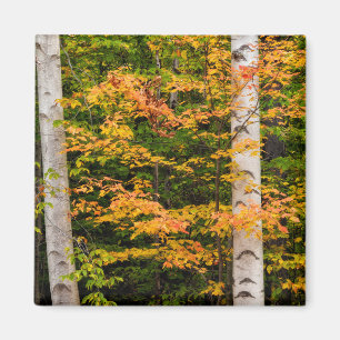 Maple & White Birch   White Mountains, NH Magnet