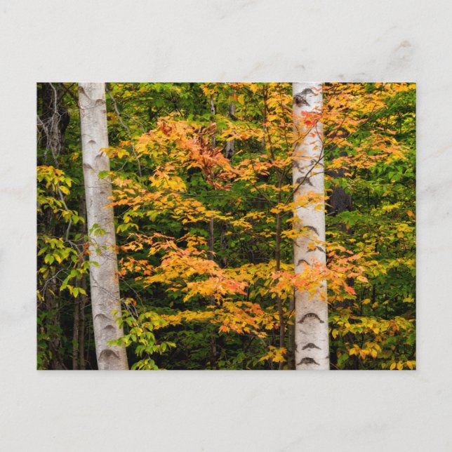 Maple & White Birch | White Mountains, NH Postcard (Front)