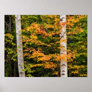 Maple & White Birch   White Mountains, NH Poster